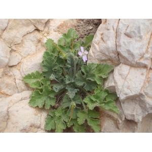 Erodium chium (L.) Willd. var. chium