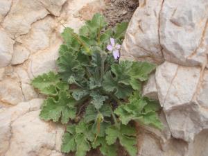 Genevieve Botti, le 17 avril 2014 (Marseille (Callelongue))