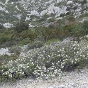 Photographie n°225871 du taxon Amelanchier ovalis Medik. [1793]