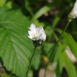 Allium subhirsutum proles trifoliatum (Cirillo) Rouy (Ail à trois feuilles)