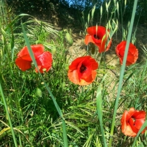 Photographie n°225891 du taxon Papaver rhoeas L. [1753]