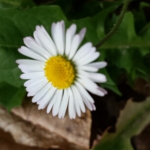 Photographie n°225912 du taxon Bellis perennis L. [1753]