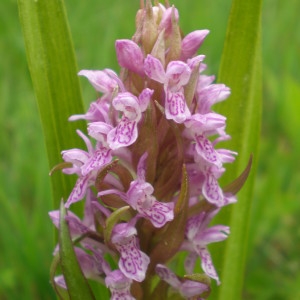 Photographie n°225941 du taxon Dactylorhiza incarnata (L.) Soó [1962]