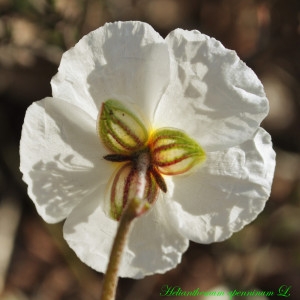 Photographie n°225956 du taxon Helianthemum apenninum (L.) Mill. [1768]