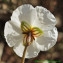  Bernard Andrieu - Helianthemum apenninum (L.) Mill. [1768]