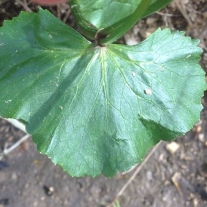 Photographie n°225976 du taxon Caltha palustris L. [1753]