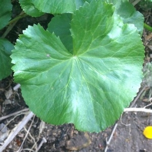 Photographie n°225977 du taxon Caltha palustris L. [1753]