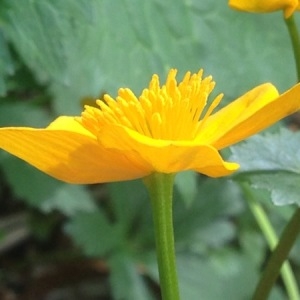 Photographie n°225979 du taxon Caltha palustris L. [1753]