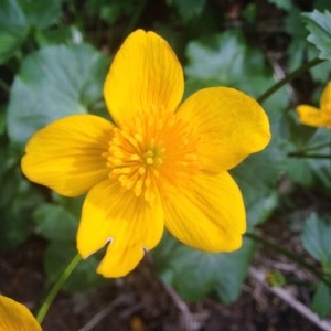 Photographie n°225980 du taxon Caltha palustris L. [1753]