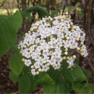 Photographie n°225991 du taxon Viburnum lantana L. [1753]