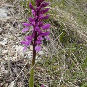 Photographie n°225993 du taxon Orchis ovalis F.W.Schmidt [1791]