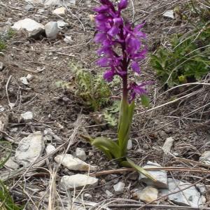 Photographie n°225995 du taxon Orchis ovalis F.W.Schmidt [1791]