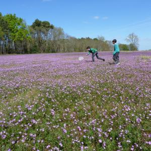 Photographie n°226004 du taxon Erodium cicutarium (L.) L'Hér. [1789]