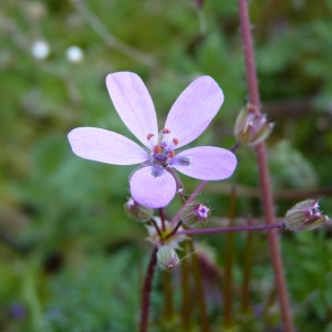 Photographie n°226005 du taxon Erodium cicutarium (L.) L'Hér. [1789]