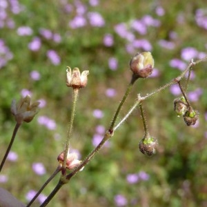 Photographie n°226014 du taxon Spergula arvensis L. [1753]