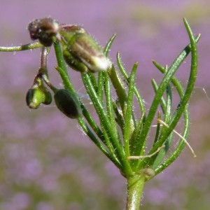 Photographie n°226016 du taxon Spergula arvensis L. [1753]