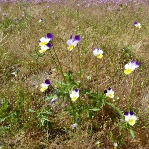 Photographie n°226017 du taxon Viola tricolor L. [1753]
