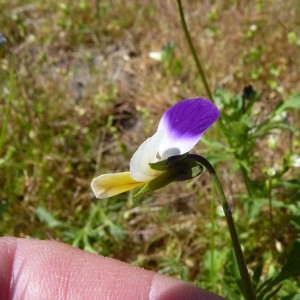 Photographie n°226018 du taxon Viola tricolor L. [1753]