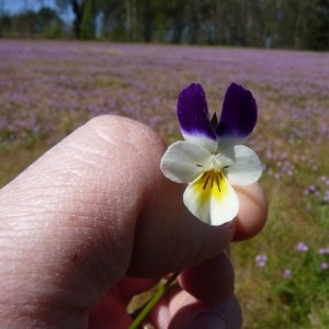 Photographie n°226019 du taxon Viola tricolor L. [1753]