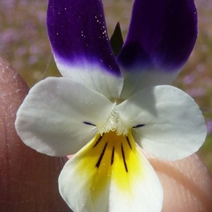 Photographie n°226021 du taxon Viola tricolor L. [1753]
