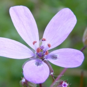 Erodium cicutarium (L.) L'Hér. (Bec-de-grue à feuilles de ciguë)