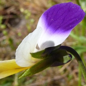Photographie n°226025 du taxon Viola tricolor L. [1753]