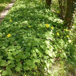 Photographie n°226049 du taxon Doronicum pardalianches L. [1753]