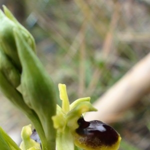 Photographie n°226061 du taxon Ophrys virescens Philippe [1859]