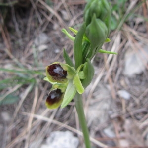 Photographie n°226062 du taxon Ophrys virescens Philippe [1859]