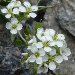 Alyssum macrocarpum var. candolleanum (Jord. & Fourr.) Rouy & Foucaud (Alysson à gros fruits)