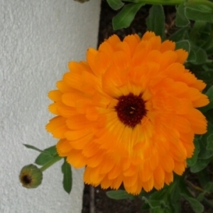 Photographie n°226099 du taxon Calendula officinalis L. [1753]