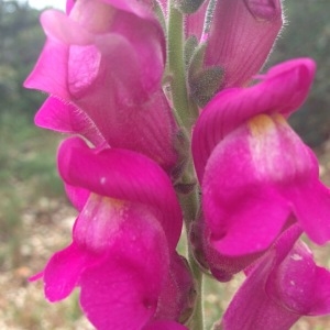 Photographie n°226118 du taxon Antirrhinum majus L. [1753]