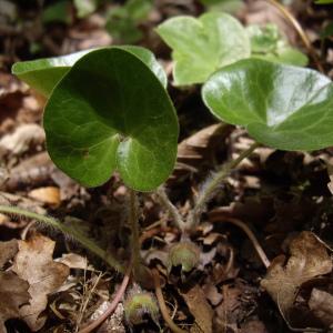 Photographie n°226126 du taxon Asarum europaeum L.