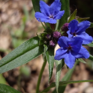 Photographie n°226128 du taxon Buglossoides purpurocaerulea (L.) I.M.Johnst. [1954]
