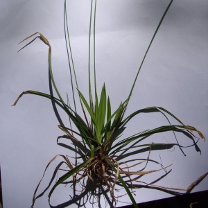 Photographie n°226132 du taxon Carex digitata L. [1753]