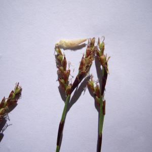 Photographie n°226134 du taxon Carex digitata L. [1753]
