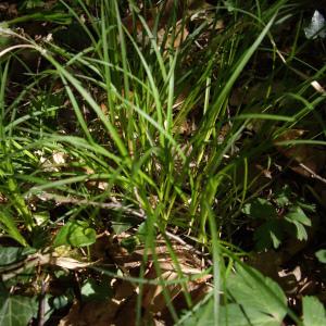 Photographie n°226135 du taxon Carex montana L. [1753]