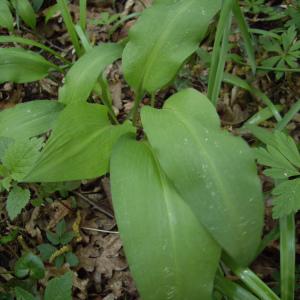 Photographie n°226153 du taxon Allium ursinum L. [1753]