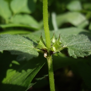 Photographie n°226154 du taxon Lamium maculatum (L.) L. [1763]