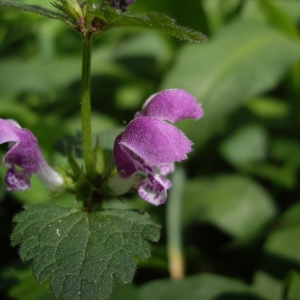 Photographie n°226155 du taxon Lamium maculatum (L.) L. [1763]