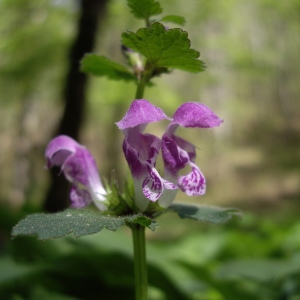 Photographie n°226156 du taxon Lamium maculatum (L.) L. [1763]