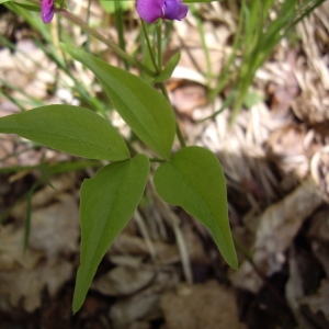 Photographie n°226157 du taxon Lathyrus vernus (L.) Bernh. [1800]