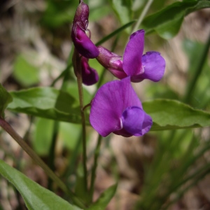 Photographie n°226158 du taxon Lathyrus vernus (L.) Bernh. [1800]