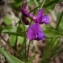  Mathilde DUVERGER - Lathyrus vernus (L.) Bernh. [1800]