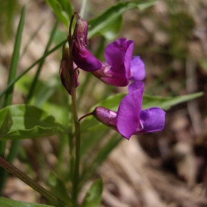 Lathyrus vernus (L.) Bernh. (Gesse de printemps)