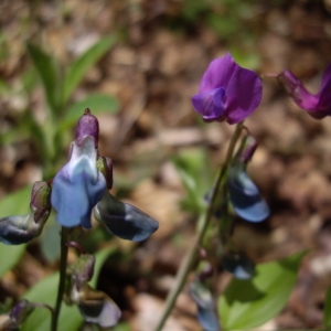 Photographie n°226161 du taxon Lathyrus vernus (L.) Bernh. [1800]