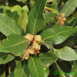 Photographie n°226164 du taxon Laurus nobilis L. [1753]