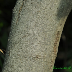 Photographie n°226166 du taxon Laurus nobilis L. [1753]