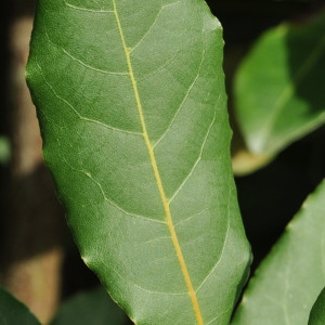 Photographie n°226167 du taxon Laurus nobilis L. [1753]