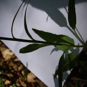 Photographie n°226174 du taxon Phyteuma spicatum L. [1753]